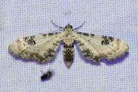 Eupithecia centaureata