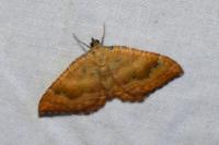 Camptogramma bilineata