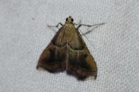 Endotricha flammealis