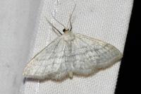 Idaea subsericeata