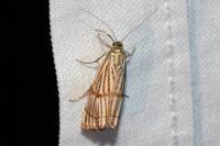 Chrysocrambus linetella