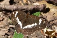 Limenitis camilla