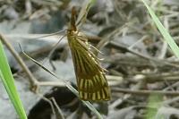 Chrysocrambus linetella