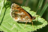 Melitaea athalia