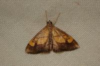 Evergestis limbata