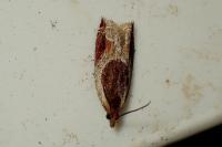 Ancylis unculana