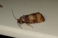 Piniphila bifasciana