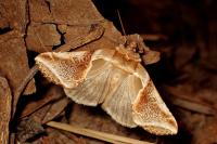 Habrosyne pyritoides
