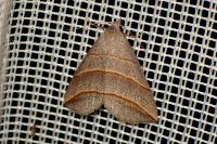 Colobochyla salicalis