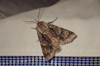 Acronicta auricoma
