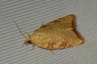 Aleimma loeflingiana