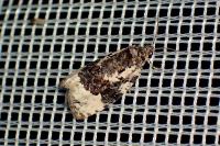 Apotomis turbidana