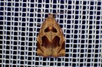 Archips crataegana
