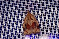 Archips crataegana