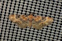 Eupithecia linariata/pulchellata