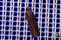 Neofaculta ericetella