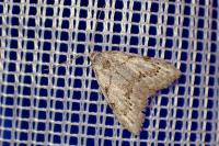 Nola confusalis