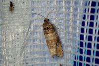 Piniphila bifasciana