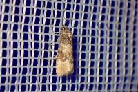 Piniphila bifasciana