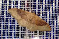 Idaea degeneraria