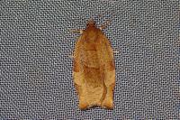Choristoneura hebenstreitella