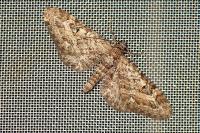 Eupithecia nanata