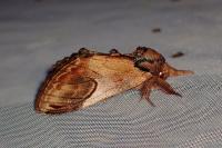 Notodonta ziczac