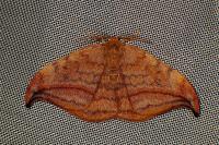 Drepana curvatula