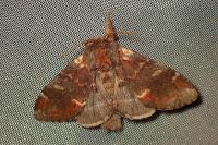Notodonta dromedarius