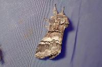 Drymonia querna