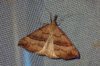 Hypena proboscidalis