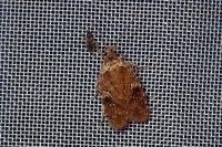 Agonopterix