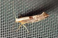 Argyresthia spinosella