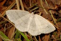 Cabera pusaria
