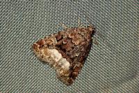 Deltote pygarga