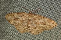 Ectropis crepuscularia