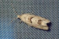 Epinotia bilunana
