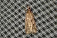 Eudonia pallida