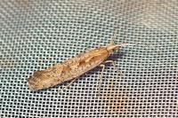 Plutella xylostella