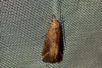Schrankia costaestrigalis