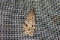 Scoparia