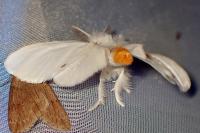 Sphrageidus similis