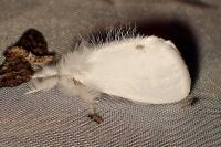 Sphrageidus similis