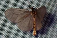 Sterrhopterix fusca