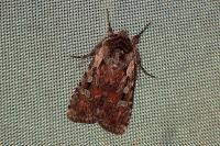Violaphotia molothina