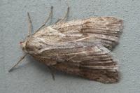 Pachycnemia hippocastanaria