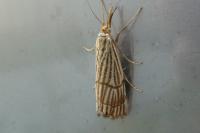 Chrysocrambus linetella