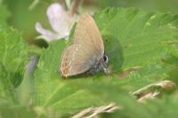 Satyrium ilicis