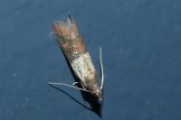 Plodia interpunctella