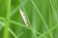 Crambus pascuella